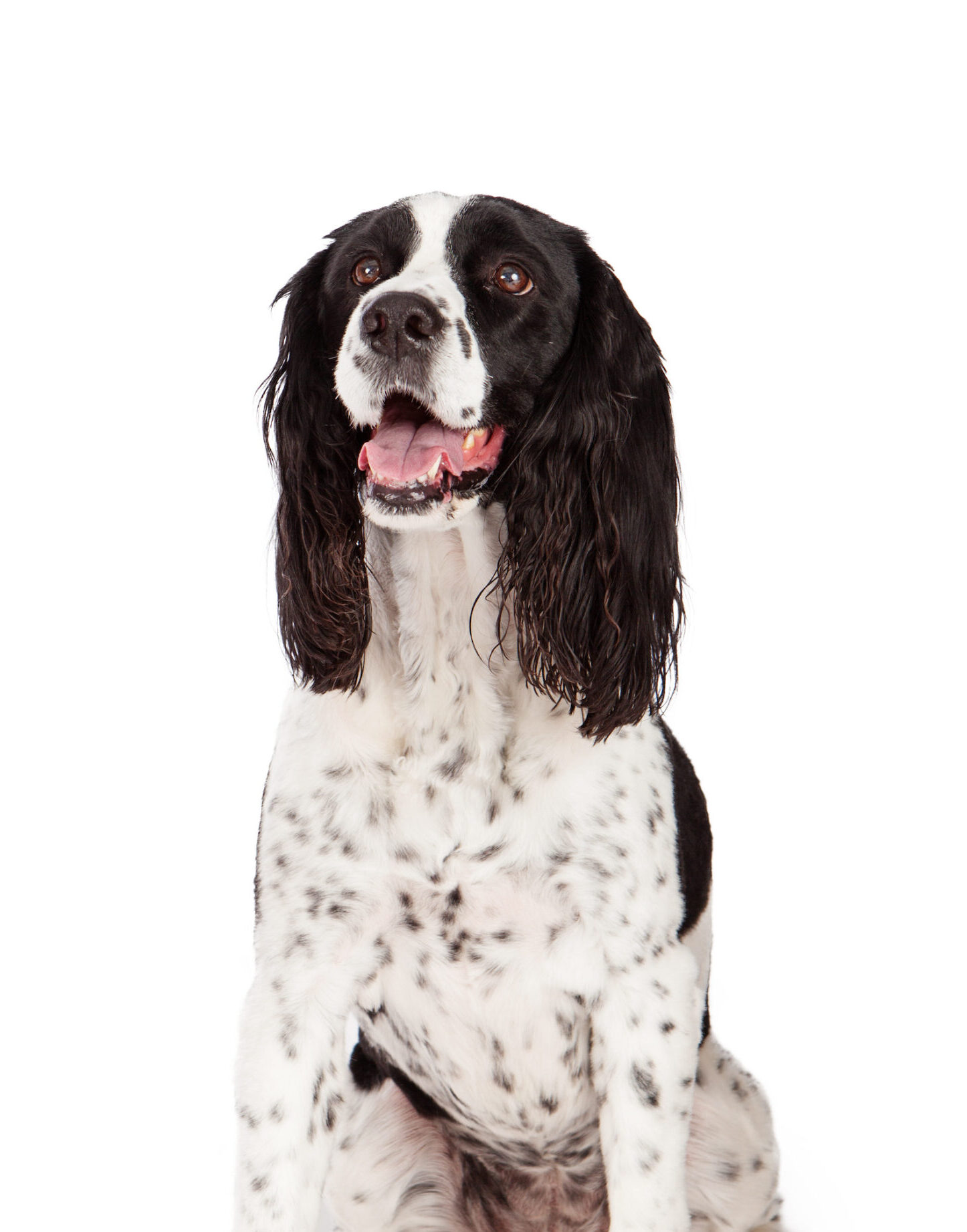 English springer best sale spaniel spaniel