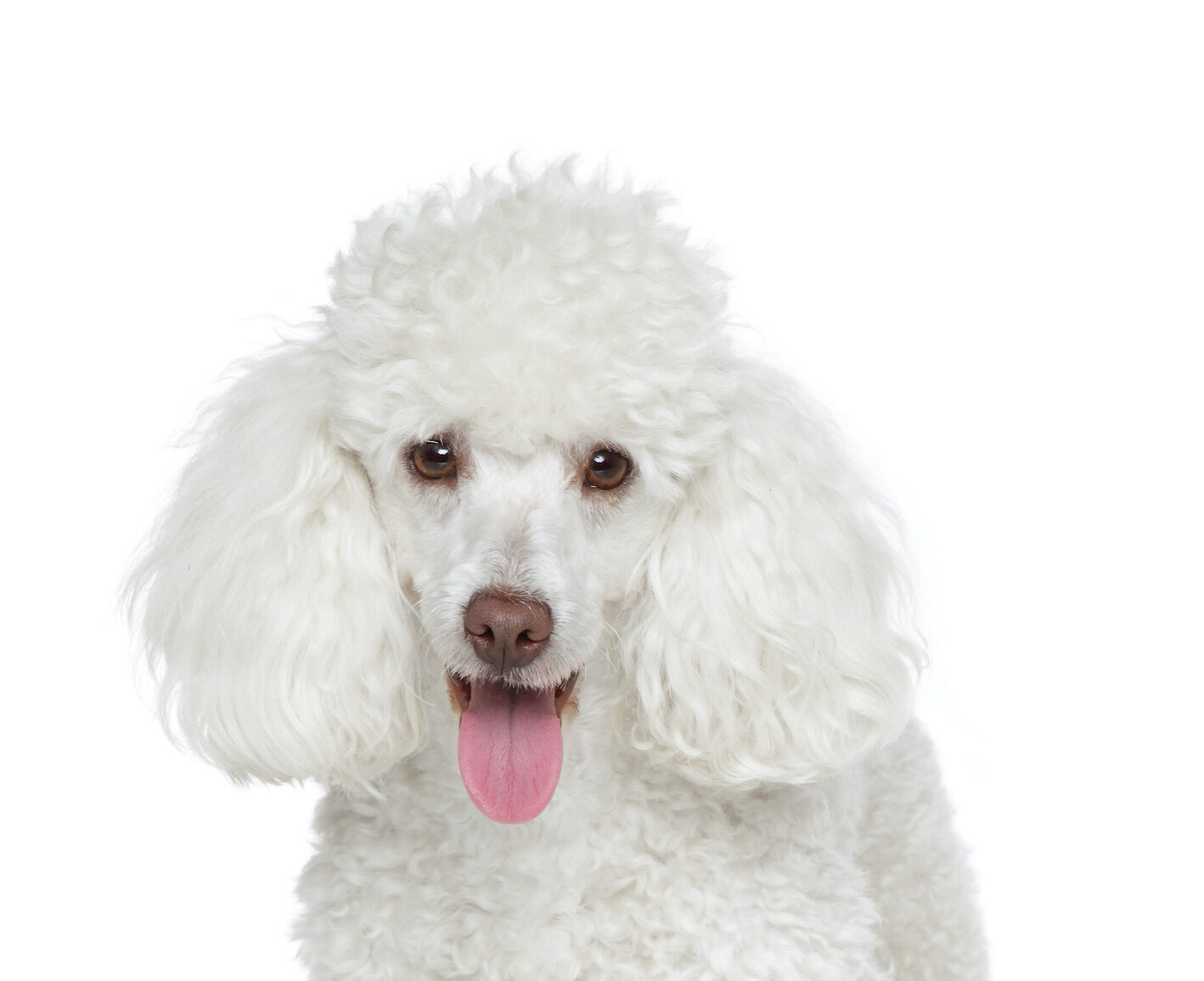 Poodle (Toy and Miniature) Facts - Wisdom Panel™ Dog Breeds
