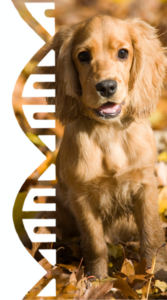 Dog Genetic Testing and Predicting Disease | GenSol Diagnostics